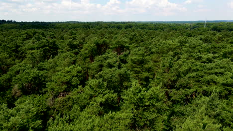 Tiefflug-über-Schöne-Grüne-Waldbaumwipfel-Im-Sommer