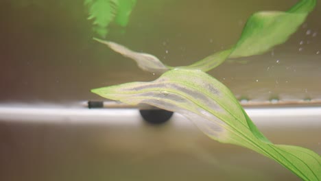 Aquarium-Fish-And-Plants