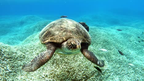 Eine-Schöne-Erwachsene-Suppenschildkröte-Am-Meeresboden---Unter-Wasser