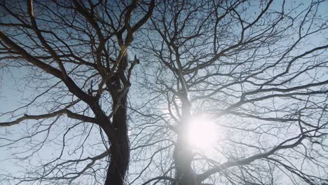Nahaufnahme-Eines-Blattlosen-Baumes-Mit-Natürlichem-Gegenlicht-Der-Sonne-Mit-Dynamischer-Bewegung