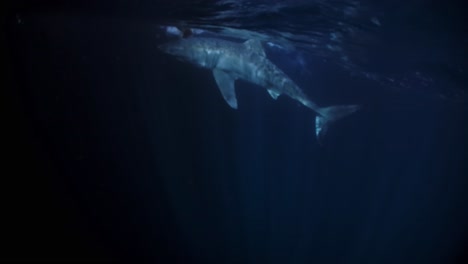 Weißer-Hai-Bei-Nacht-Neptuninseln-Südaustralien-4k-75fps
