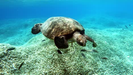 Eine-Wunderschöne-Grüne-Meeresschildkröte,-Die-Sich-In-Richtung-Des-Korallengrundes-Verbeugt---Unter-Wasser