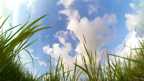 timelapse,-blue-sky-with-foreground-grass