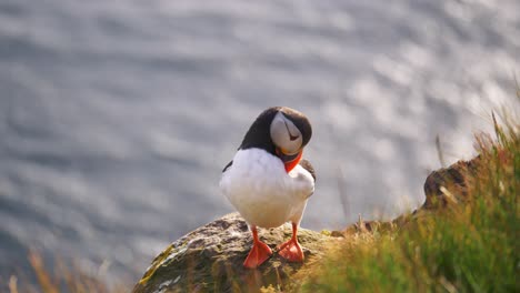Eine-Nahaufnahme-Eines-Papageientauchervogels,-Der-An-Den-Klippen-Von-Latrabjarg-In-Den-Westfjorden-Islands-Kühlt