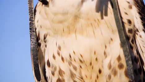 Close-up-of-a-domesticated-wild-bird-with-large-talons,-falconry,-panning-up