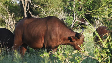 Búfalos-Africanos,-Búfalos-Del-Cabo-De-Pie-Y-Alimentándose-De-Los-Pastizales-En-La-Reserva-De-Caza-Privada-Klaserie,-Sudáfrica
