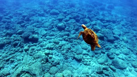 Juvenile-Green-Sea-Turtle-Swims-Over-The-Rocks-On-The-Bottom-Of-The-Blue-Ocean-With-Rays-Of-Sunlight