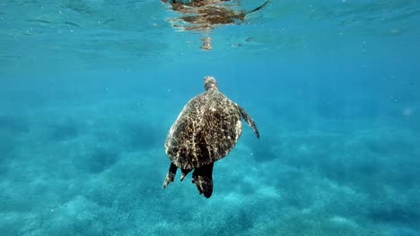 Beautiful-Adult-Green-Sea-Turtle-Swims-In-Sea-Water