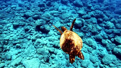 Green-Sea-Turtle-Calmly-Swimming-Over-The-Rocks-On-The-Seabed