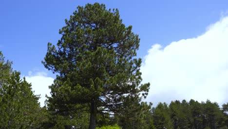 Pine-tree-with-green-needles-on-bright-blue-sky-and-white-cloud-background-surrounded-by-meadow-with-wildflowers