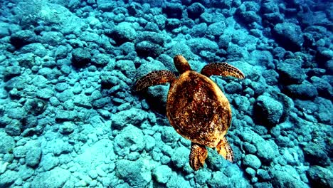 A-Juvenile-Green-Sea-Turtle-On-The-Reef-Underwater---medium-shot