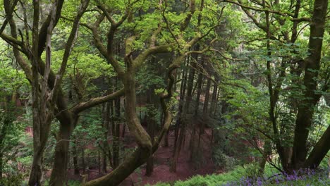 Entre-Los-árboles-En-North-Petherton,-Somerset,-Reino-Unido.