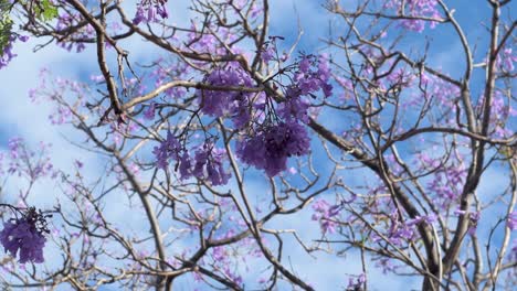 view-of-tree-branches-with-flowers-on-blue-background-with-clouds