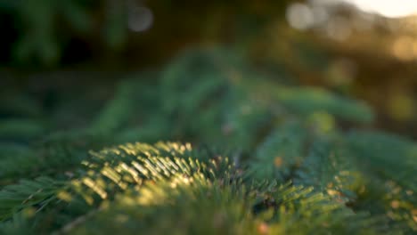 Closeup-Of-Conifer-Tree-Needles-At-Sunset-In-Algonquin-Park