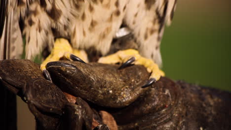 Healthy-adult-falcon-perched-on-protective-leather-glove,-falconry,-pan-down