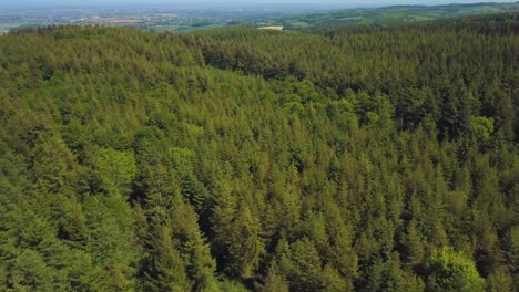 Erhebt-Sich-über-Den-Bäumen-Im-Great-Woods-Forrest,-Somerset,-Vereinigtes-Königreich
