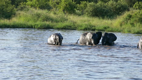 Elefantes-Jóvenes-Disfrutando-Del-Agua-En-La-Reserva-De-Caza-Privada-Klaserie-En-Sudáfrica---Cerrar
