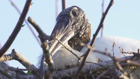 wood-stork-sleeping-in-nest-and-opening-eye