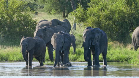 Una-Manada-De-Hermosos-Elefantes-Africanos-Disfrutando-De-Un-Chapuzón-En-La-Reserva-De-Caza-Privada-Klaserie-En-Sudáfrica---Cerrar