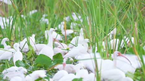 Weiße-Vögel,-Die-Während-Der-Trockenzeit-In-Den-Everglades-In-Südflorida-überlastet-Sind