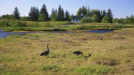 Wild-geese-family-with-three-little-chicks-during-clear-summer-day-feeding-on-grass-at-the-riverside