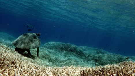 Eine-Grüne-Meeresschildkröte,-Die-Auf-Dem-Korallenroten-Meeresboden-Ruht---Unter-Wasser
