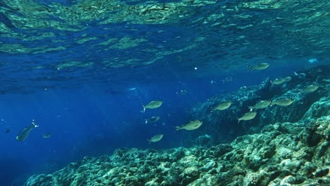 Schwarm-Rifffische-Und-Kuhlia-Mugil,-Die-Gesperrte-Fahnenflosse-Schwimmt-über-Dem-Tropischen-Blauen-Ozean-Mit-Korallenriffen-Auf-Dem-Grund