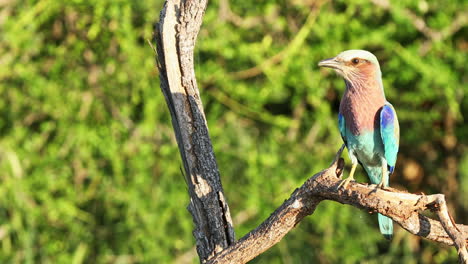 Beautiful-Lilac-Breasted-Roller-Perched-On-The-Branches-Of-A-Tree-In-Klaserie-Private-Game-Reserve,-South-Africa