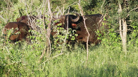 Afrikanischer-Büffel,-Kapbüffel,-Der-An-Einem-Sonnigen-Tag-Hinter-Den-Büschen-Und-Bäumen-Im-Klaserie-Private-Game-Reserve,-Südafrika,-Steht