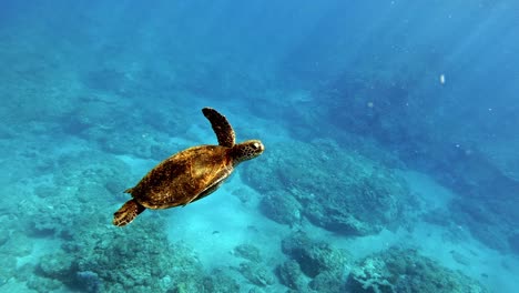 Green-Sea-Turtle-Swimming-Over-The-Coral-Reefs-On-The-Bottom-Of-The-Blue-Ocean