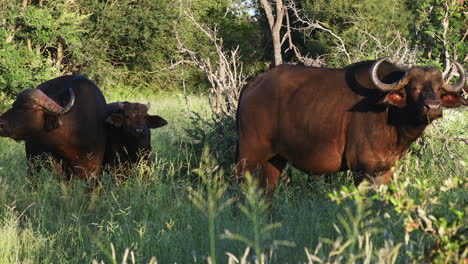 Tres-Búfalos-Del-Cabo-Parados-Tranquilamente-En-La-Pradera-En-La-Reserva-Privada-De-Caza-Klaserie,-Sudáfrica
