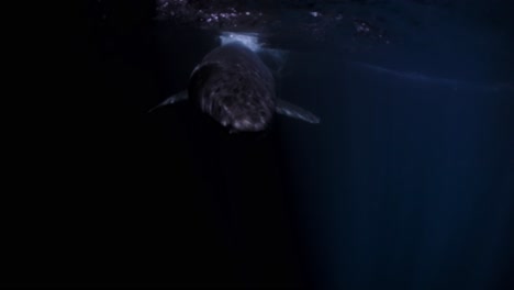 Great-White-Shark-at-night-Neptune-Islands-South-Australia-4k-75fps