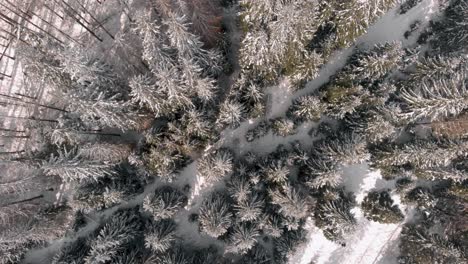 Aerial-shot-flying-over-frozen-pine-trees-with-white-snow-in-winter