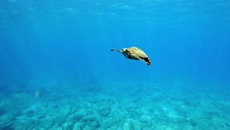Eine-Jugendliche-Grüne-Meeresschildkröte,-Die-Unter-Dem-Hellblauen-Meer-Schwimmt---Weitschuss