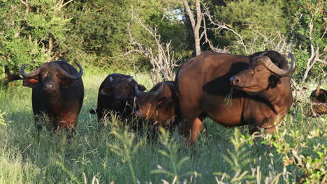 Grupo-De-Búfalos-Del-Cabo-Alimentándose-De-Las-Praderas-Verdes-En-La-Reserva-De-Caza-Privada-Klaserie,-Sudáfrica