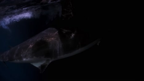 Great-White-Shark-at-night-Neptune-Islands-South-Australia-4k-75fps