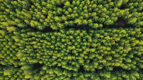 Many-rows-of-pine-trees,-overhead-aerial