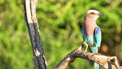 Lilac-Breasted-Roller-Perching-On-The-Tree-Branch-In-Klaserie-Private-Nature-Reserve,-South-Africa---close-up