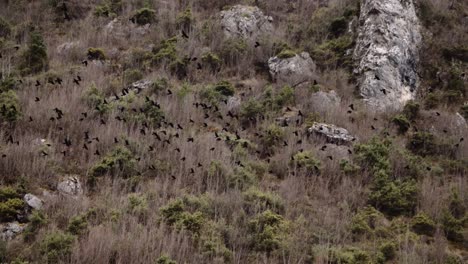 flock-of-crows-flying-together-away-over-mountain-at-winter,-spooky-atmospheric-moody-shot-wildlife-nature