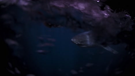 Weißer-Hai-Bei-Nacht-Neptuninseln-Südaustralien-4k-75fps