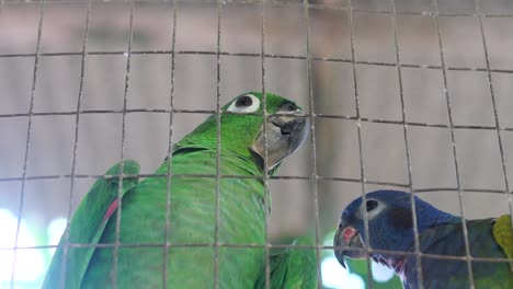 Two-tropical-parrots-closed-in-cage