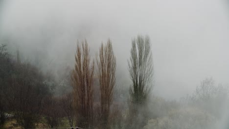 Tres-árboles-En-El-Bosque-En-La-Niebla,-Niebla-Malhumorado-Día-Cinematográfico-Tiro-Oro-Invierno-En-La-Montaña,-Silueta-De-árboles-Misterio