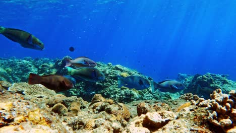 Eine-Gruppe-Wunderschöner-Papageienfische-Schwimmt-über-Den-Korallenriffen-Unter-Dem-Blauen-Ozean