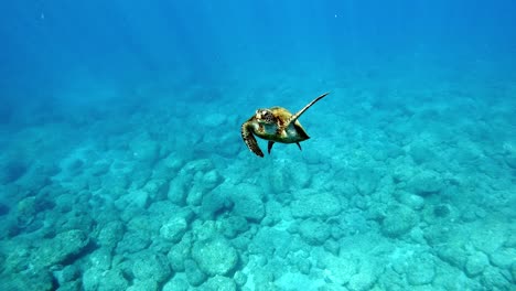 Schöne-Jugendliche-Grüne-Meeresschildkröte-Schwimmt-Auf-Dem-Tropischen-Blauen-Wasser-Im-Ozean