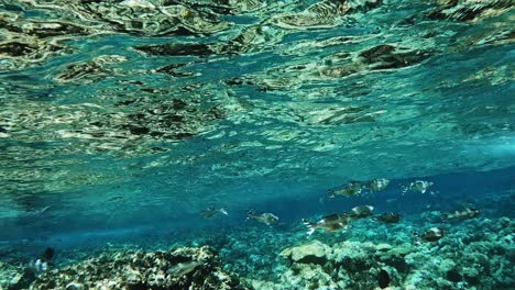 Unterwasserlandschaft-Mit-Kuhlia-Mugil-Schule,-Fahnenschwanz,-Der-Unter-Den-Wellen-Des-Blauen-Ozeans-Schwimmt
