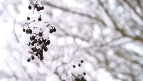Schnee,-Der-Sich-Nach-Einem-Saisonalen-Schneefall-Um-Eine-Ansammlung-Von-Beeren-Sammelt