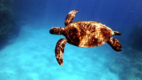 Grüne-Meeresschildkröte-Schwimmt-In-Der-Nähe-Der-Wasseroberfläche-Des-Blauen-Ozeans