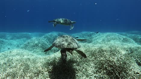 Ein-Paar-Erwachsene-Grüne-Meeresschildkröten,-Die-Mit-Rifffischen-Auf-Dem-Blauen-Ozean-Schwimmen