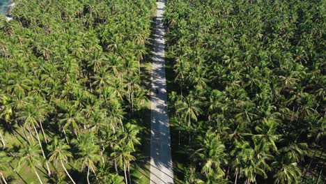 Aerial-View-of-Traffic-on-Road-in-Shadows-of-Palm-Trees-by-Tropical-Sea