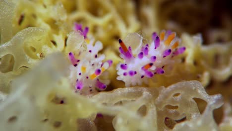 Aegires-villosus-Nudibranch-South-Australia-4k-25fps